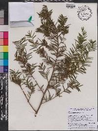 Taxus sumatrana image