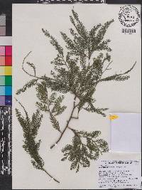 Image of Dacrycarpus vieillardii