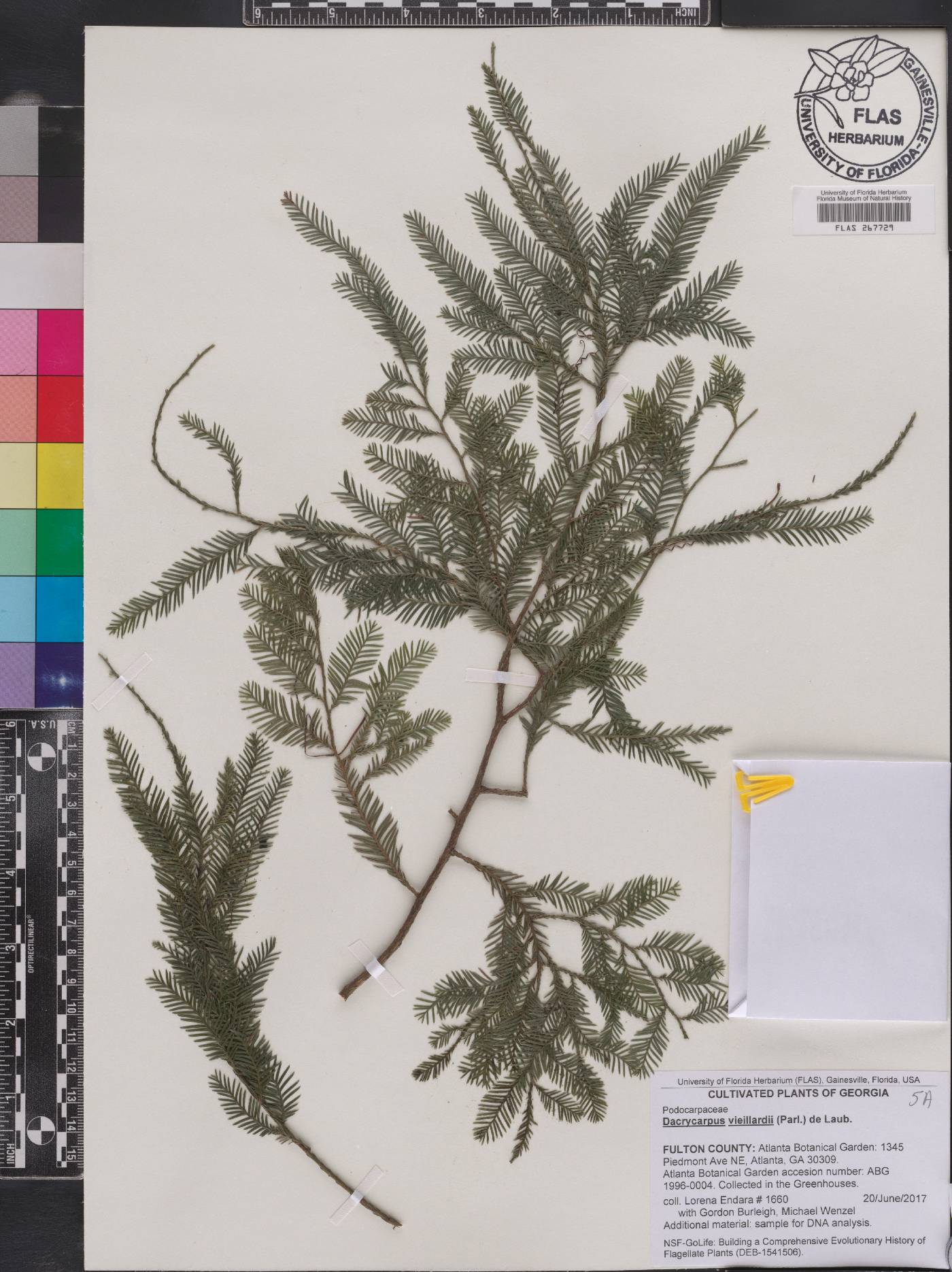 Dacrycarpus vieillardii image