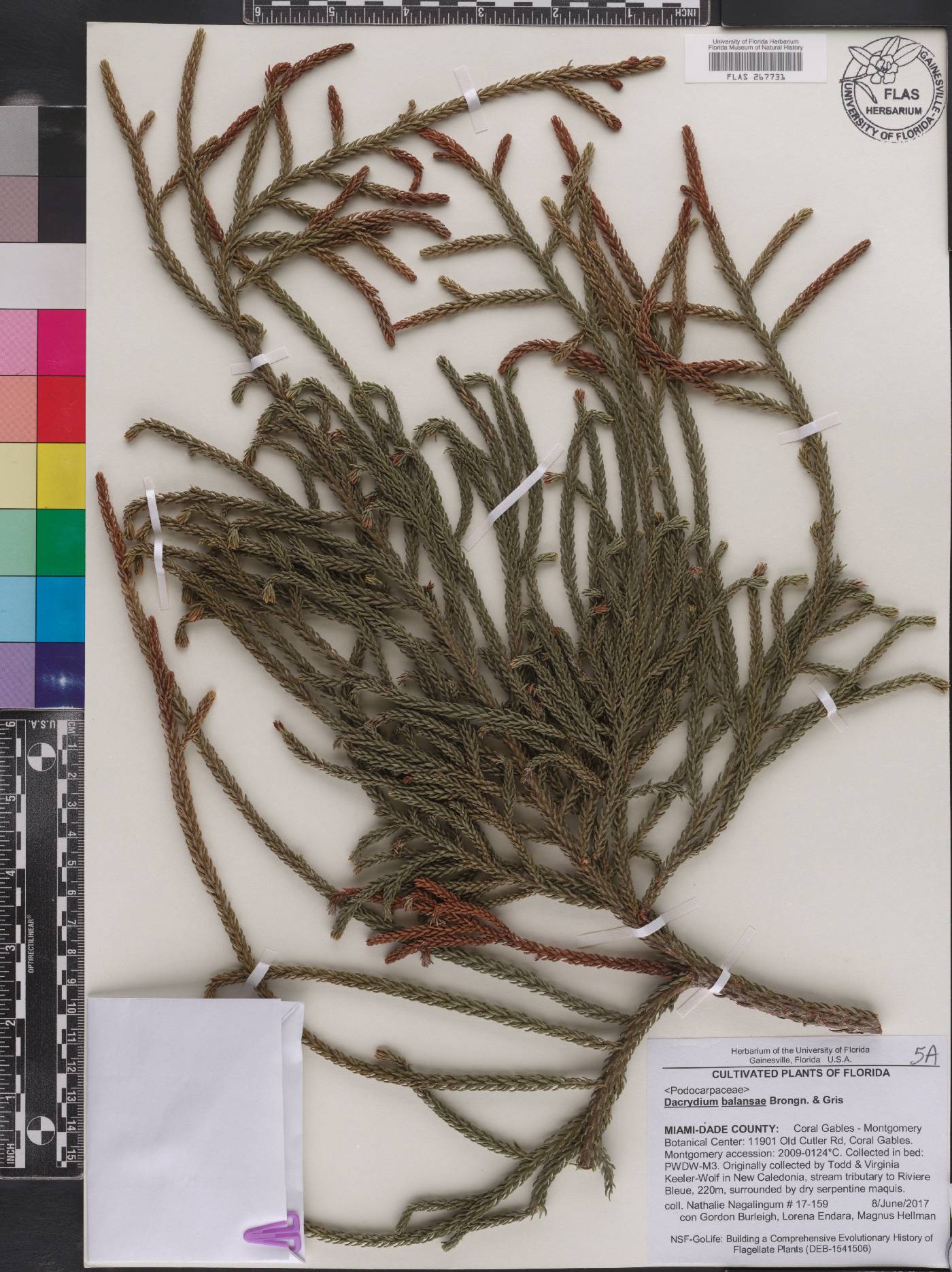 Dacrydium balansae image