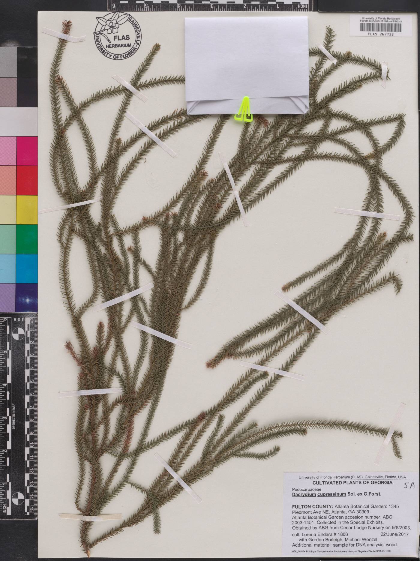 Dacrydium cupressinum image