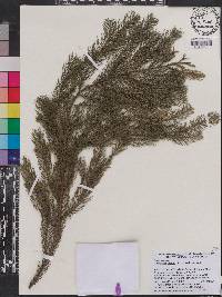 Dacrydium elatum image