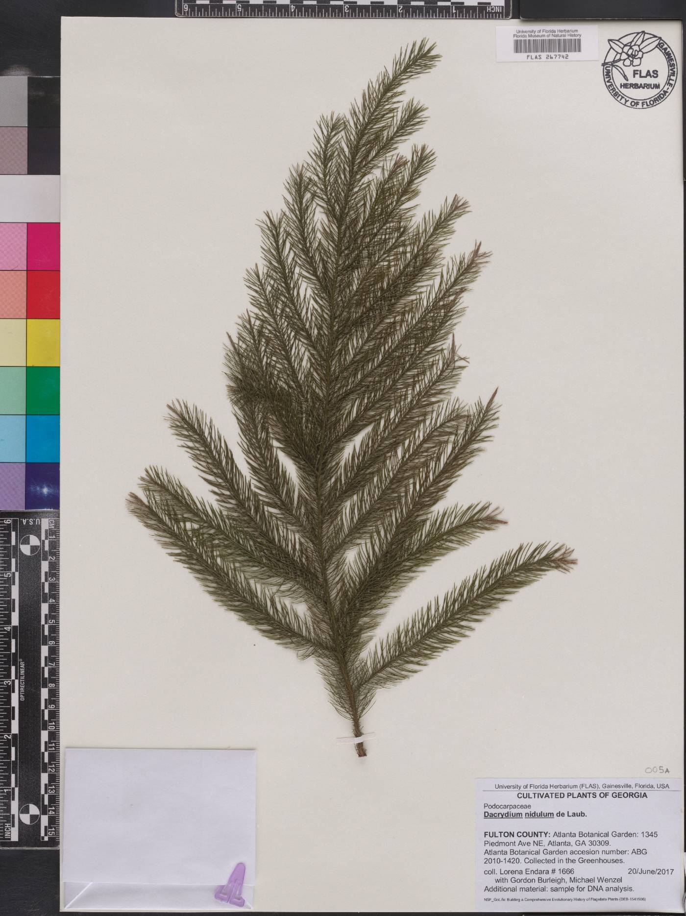 Dacrydium nidulum image