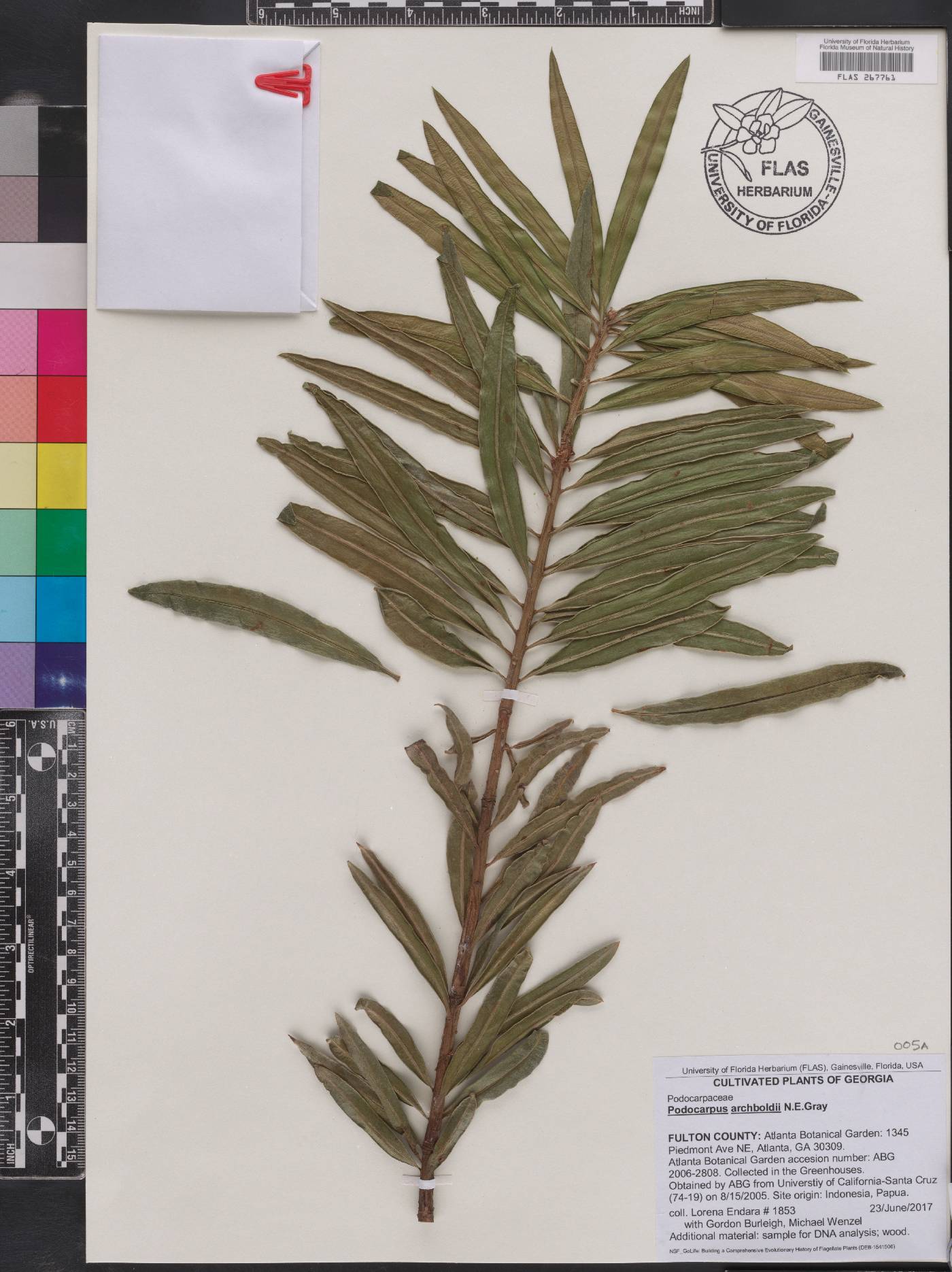 Podocarpus archboldii image