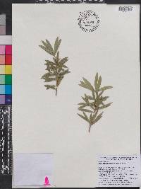 Image of Podocarpus brevifolius