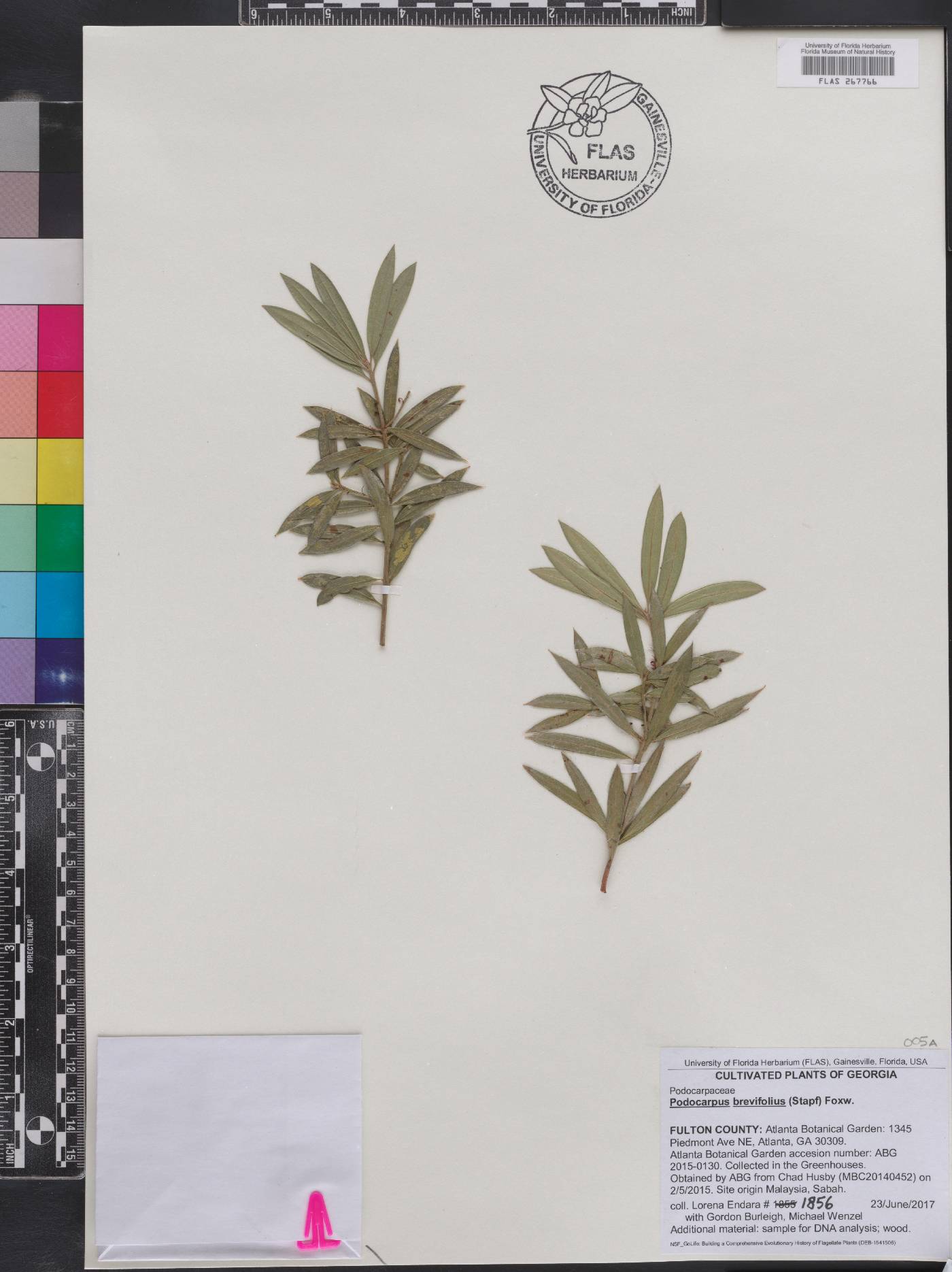 Podocarpus brevifolius image