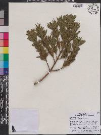 Image of Podocarpus chingianus