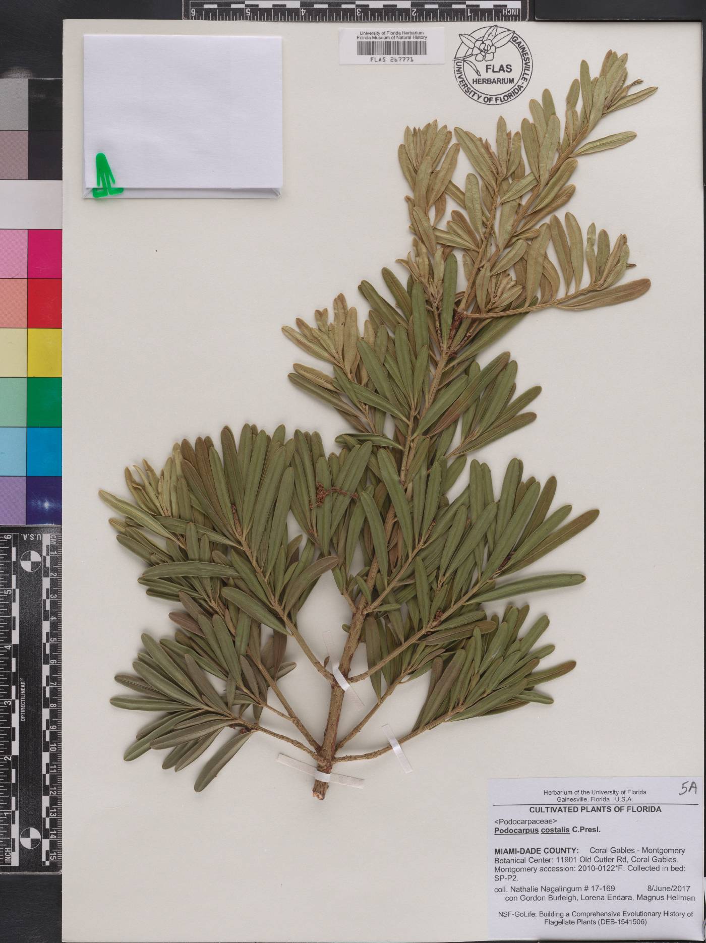 Podocarpus costalis image