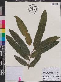 Image of Podocarpus dispermus