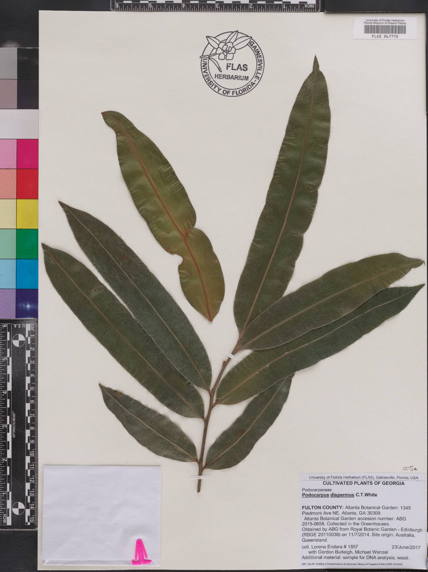 Podocarpus dispermus image