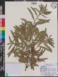 Podocarpus elatus image