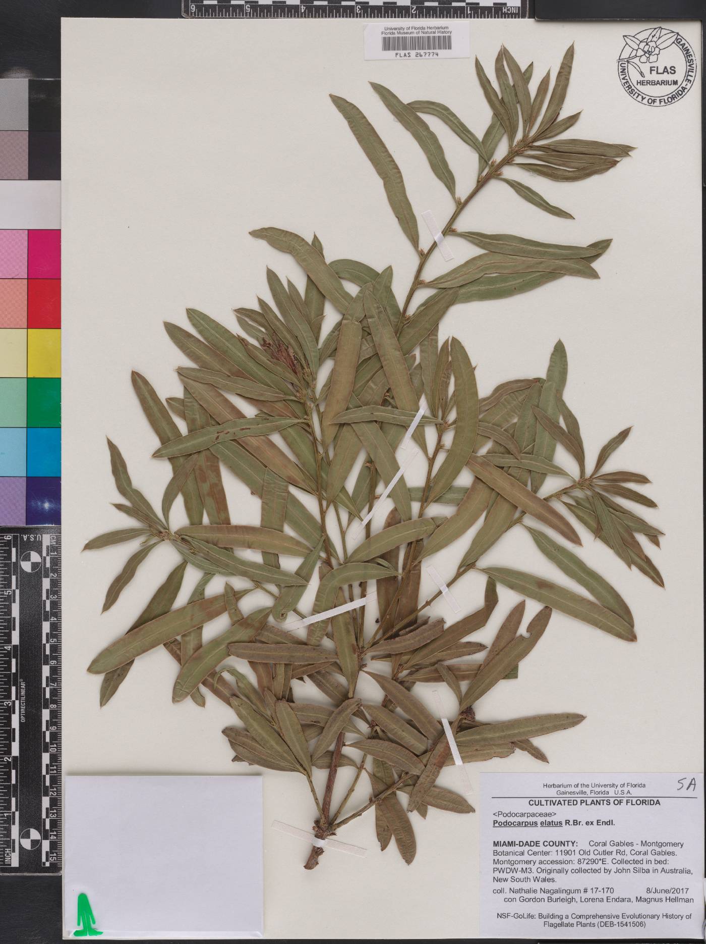 Podocarpus elatus image