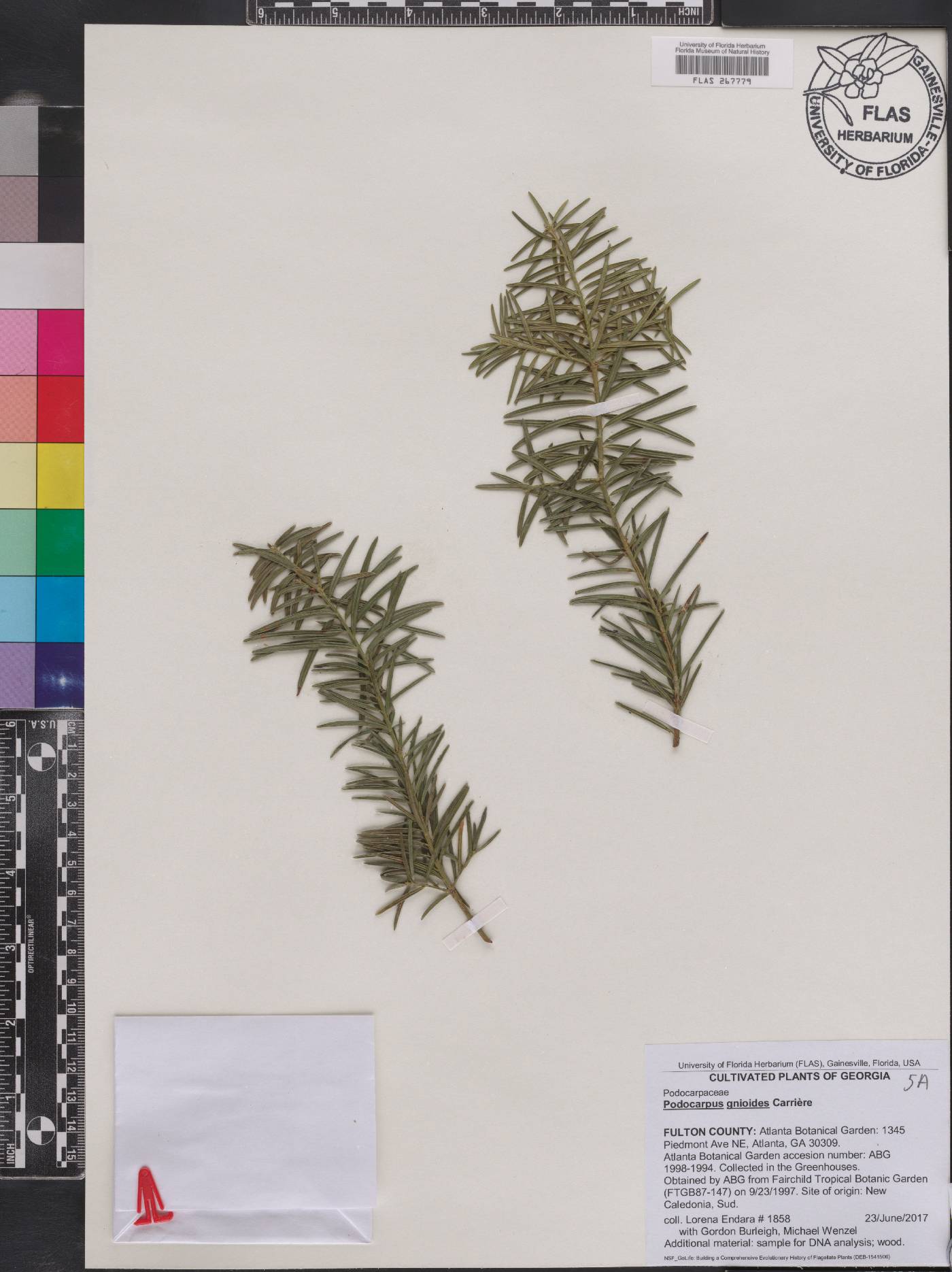 Podocarpus gnidioides image