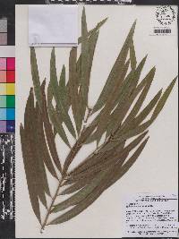 Image of Podocarpus grayae