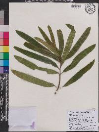 Image of Podocarpus ledermannii