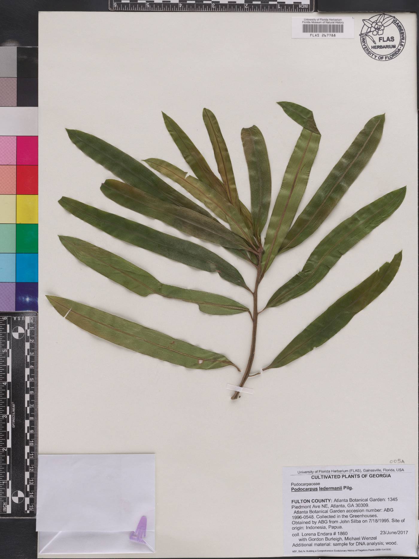 Podocarpus ledermannii image