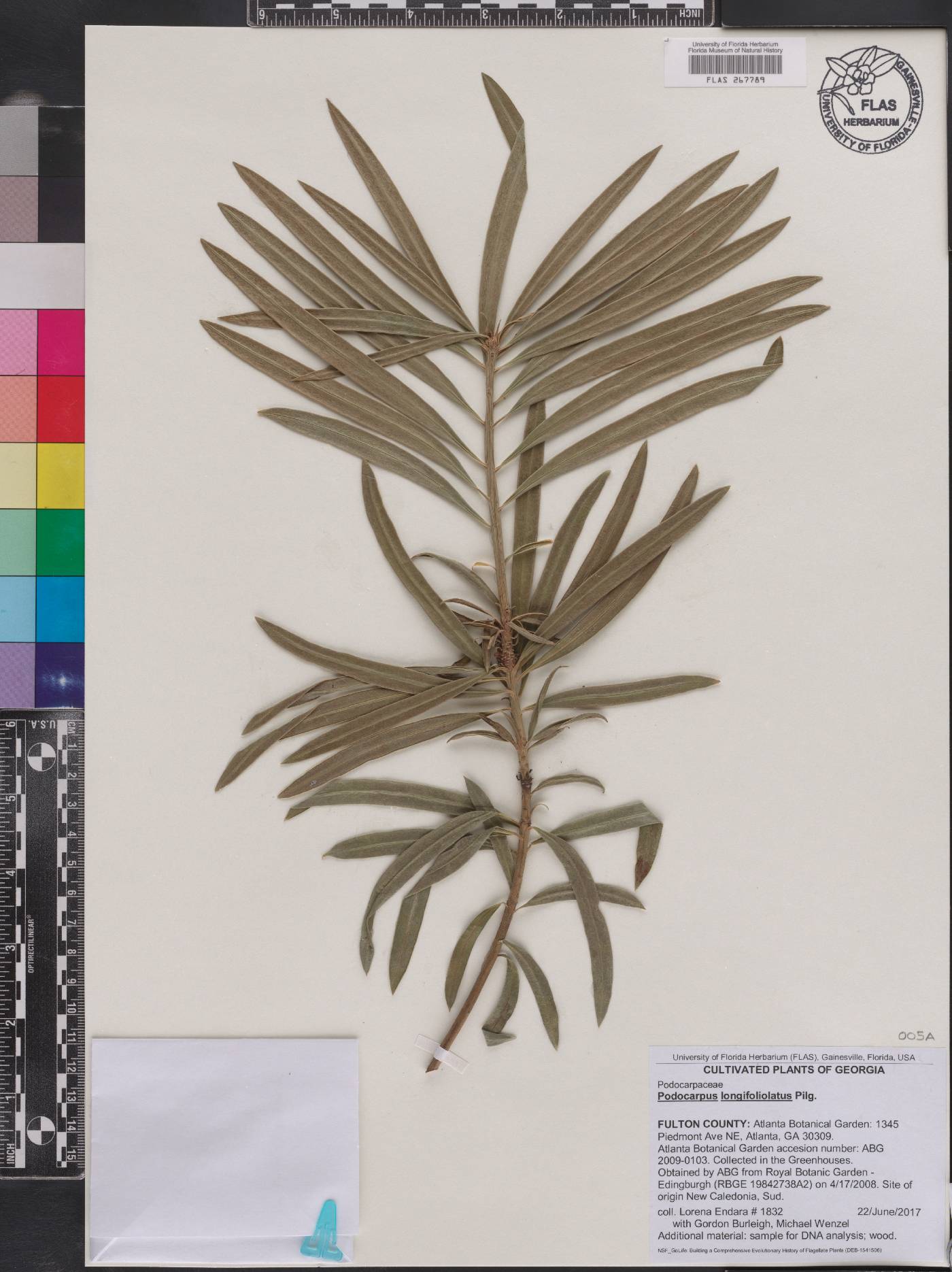 Podocarpus longifoliolatus image