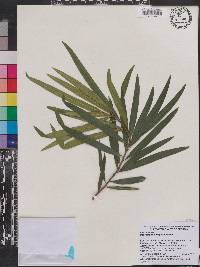 Image of Podocarpus milanjianus