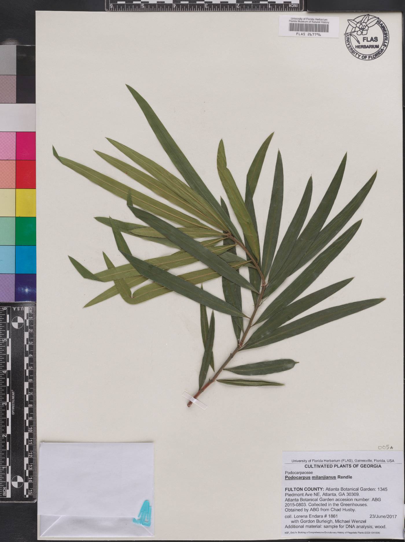 Podocarpus milanjianus image