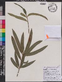 Image of Podocarpus orarius