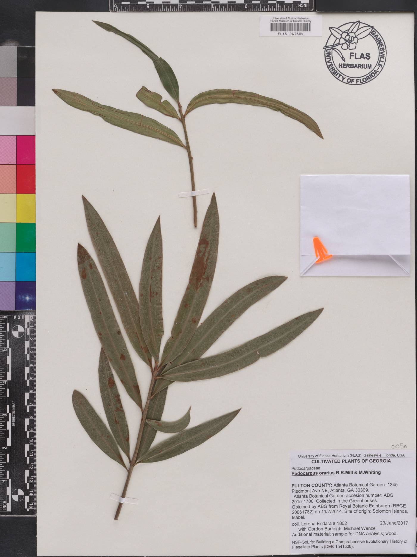 Podocarpus orarius image