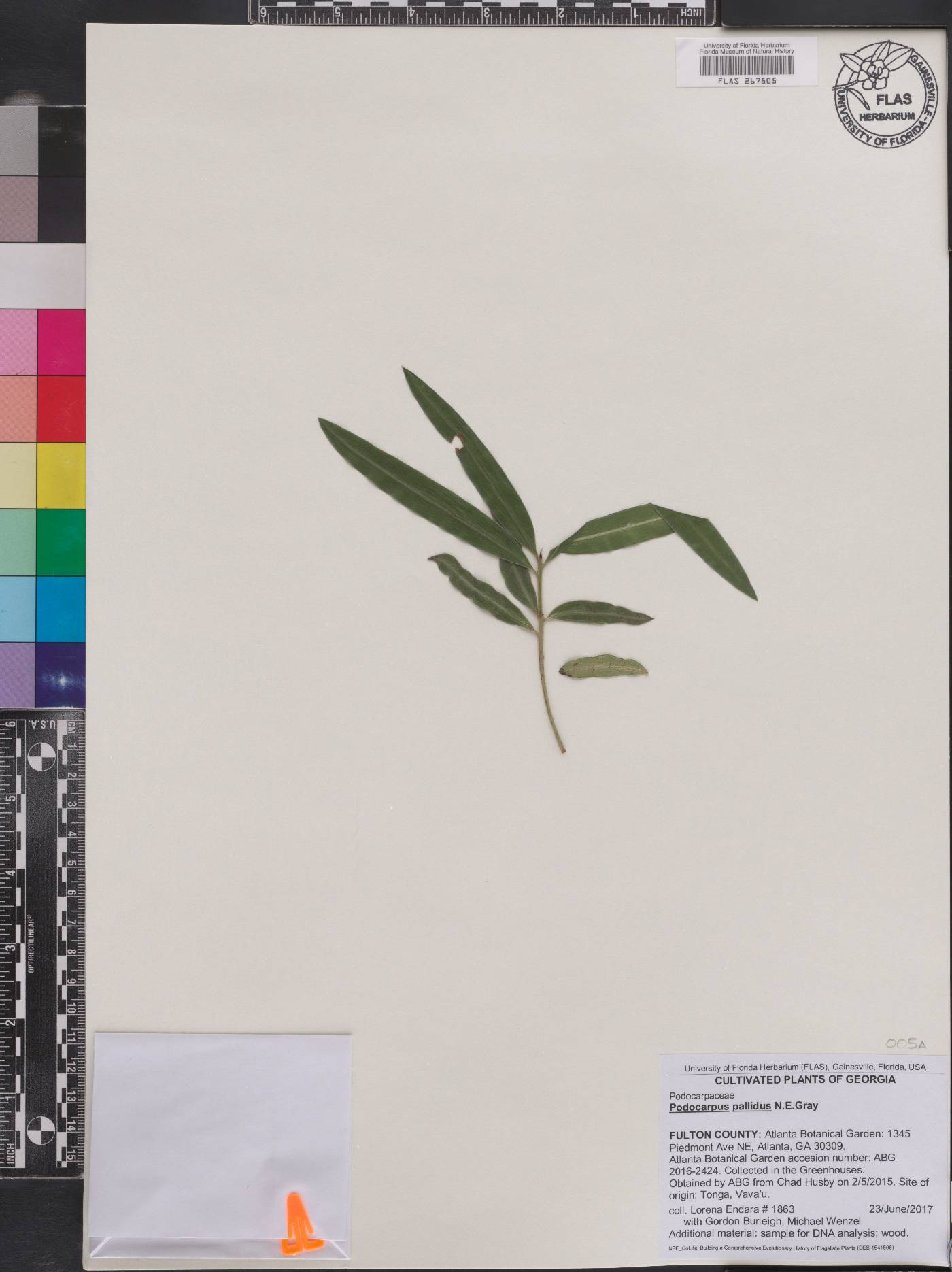 Podocarpus pallidus image