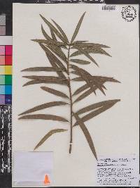 Image of Podocarpus pseudobracteatus