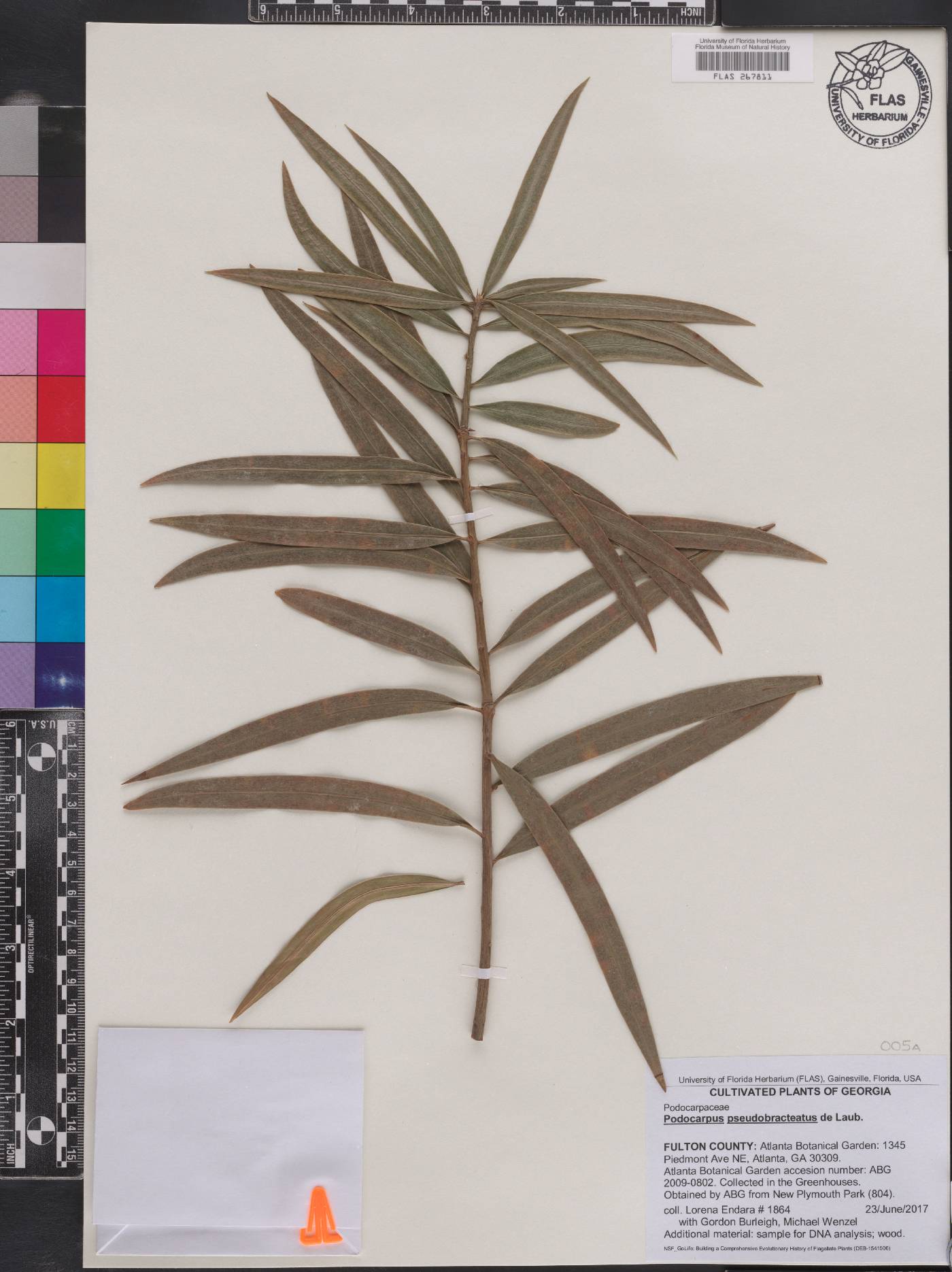 Podocarpus pseudobracteatus image