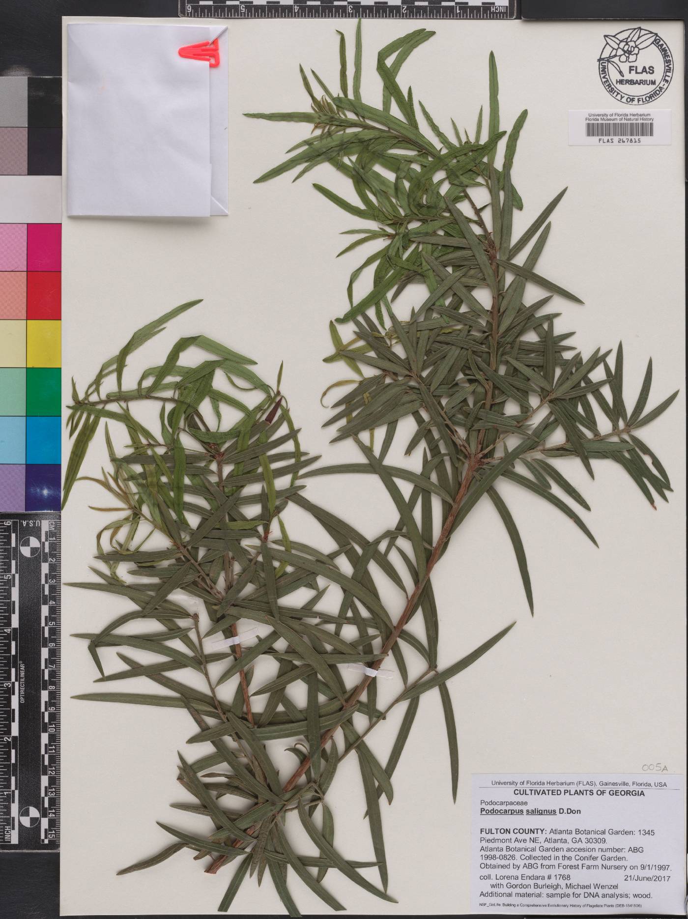 Podocarpus salignus image