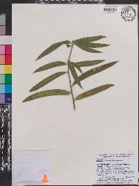 Image of Podocarpus salomoniensis