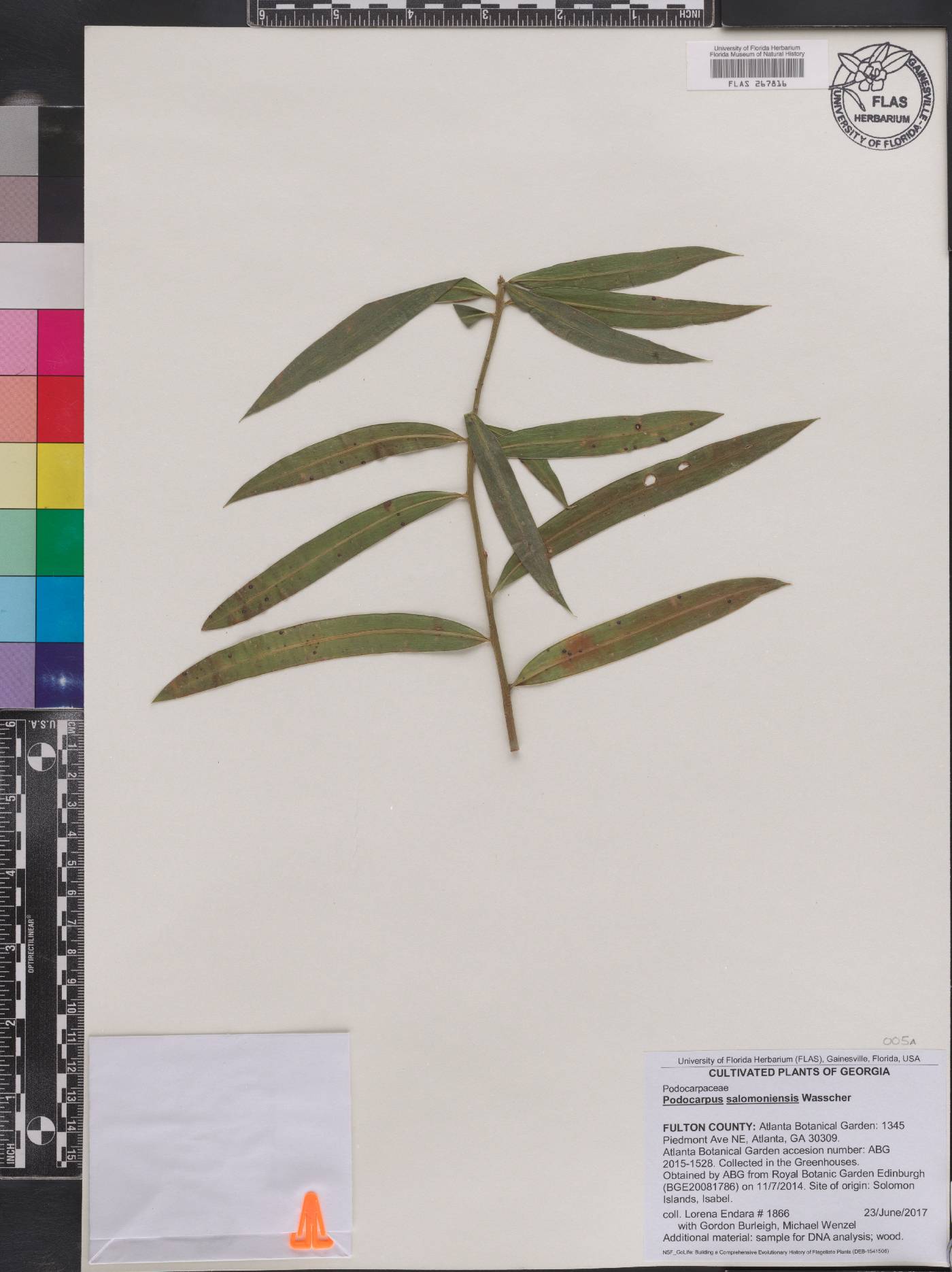Podocarpus salomoniensis image