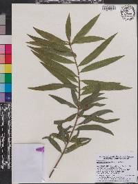 Podocarpus sellowii image