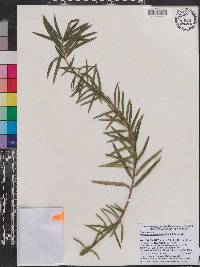 Image of Podocarpus spinulosus