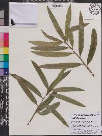 Image of Podocarpus teysmannii