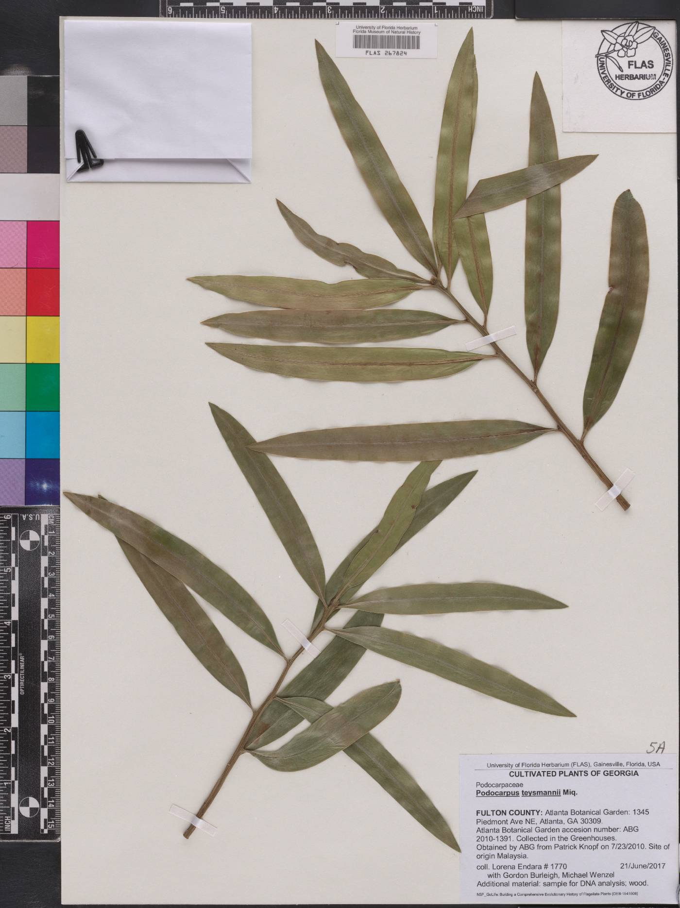 Podocarpus teysmannii image