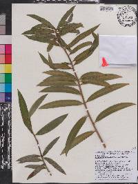 Image of Podocarpus trinitensis