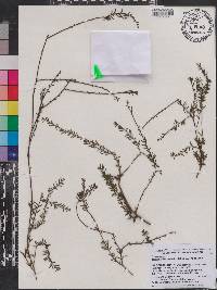 Image of Prumnopitys taxifolia