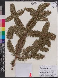 Abies nebrodensis image