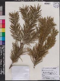 Abies pindrow image