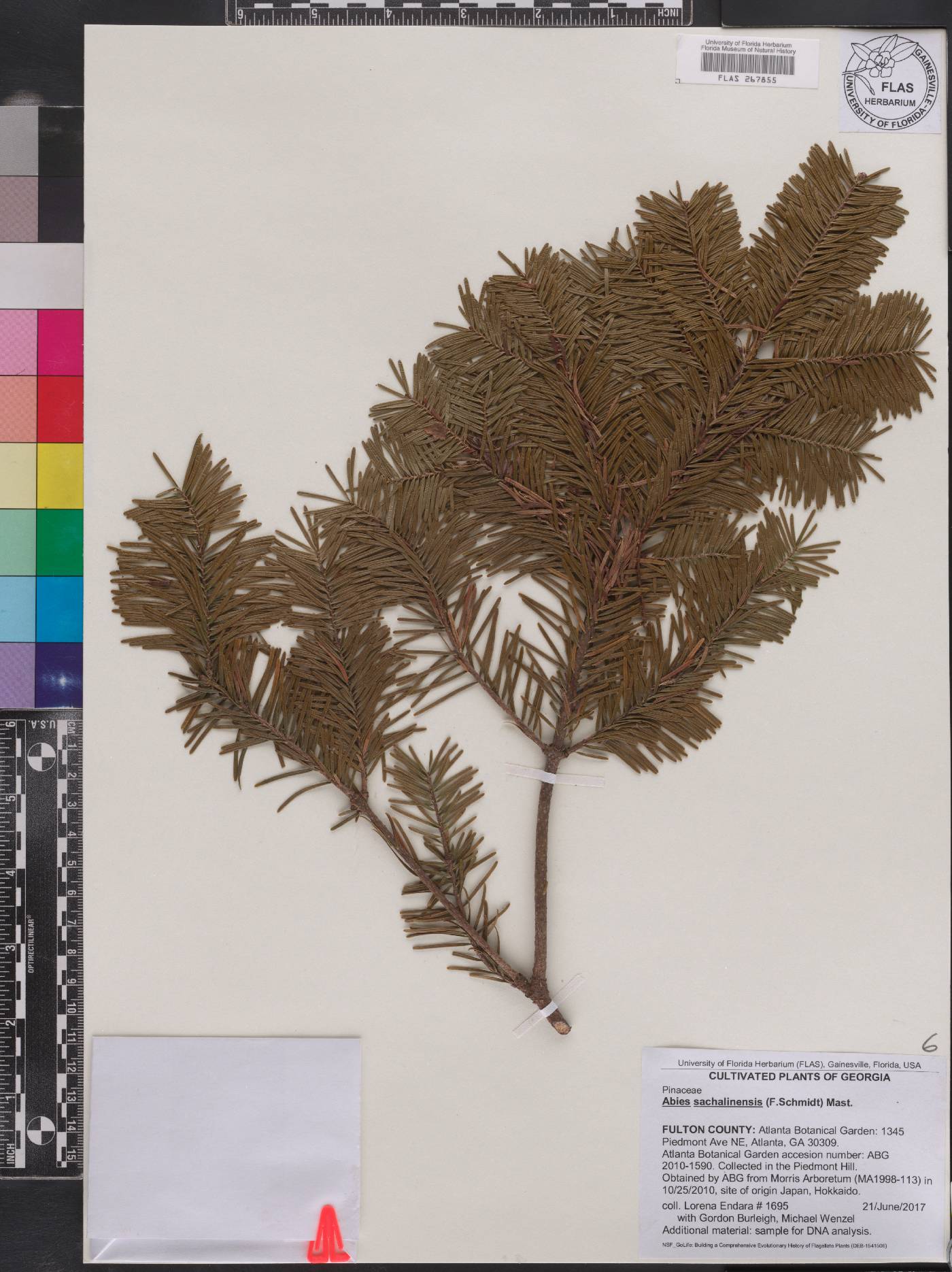 Abies sachalinensis image