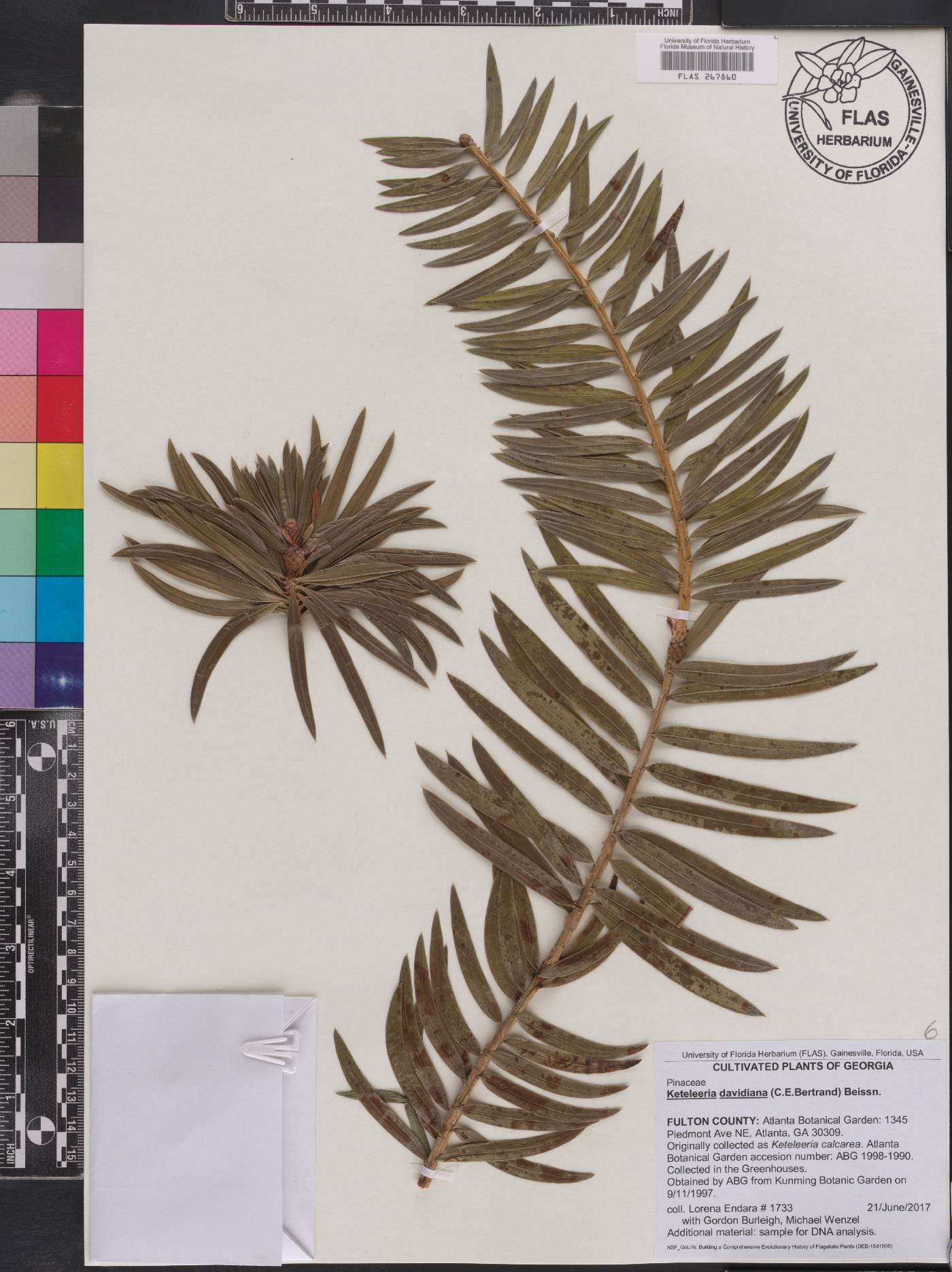 Keteleeria davidiana image