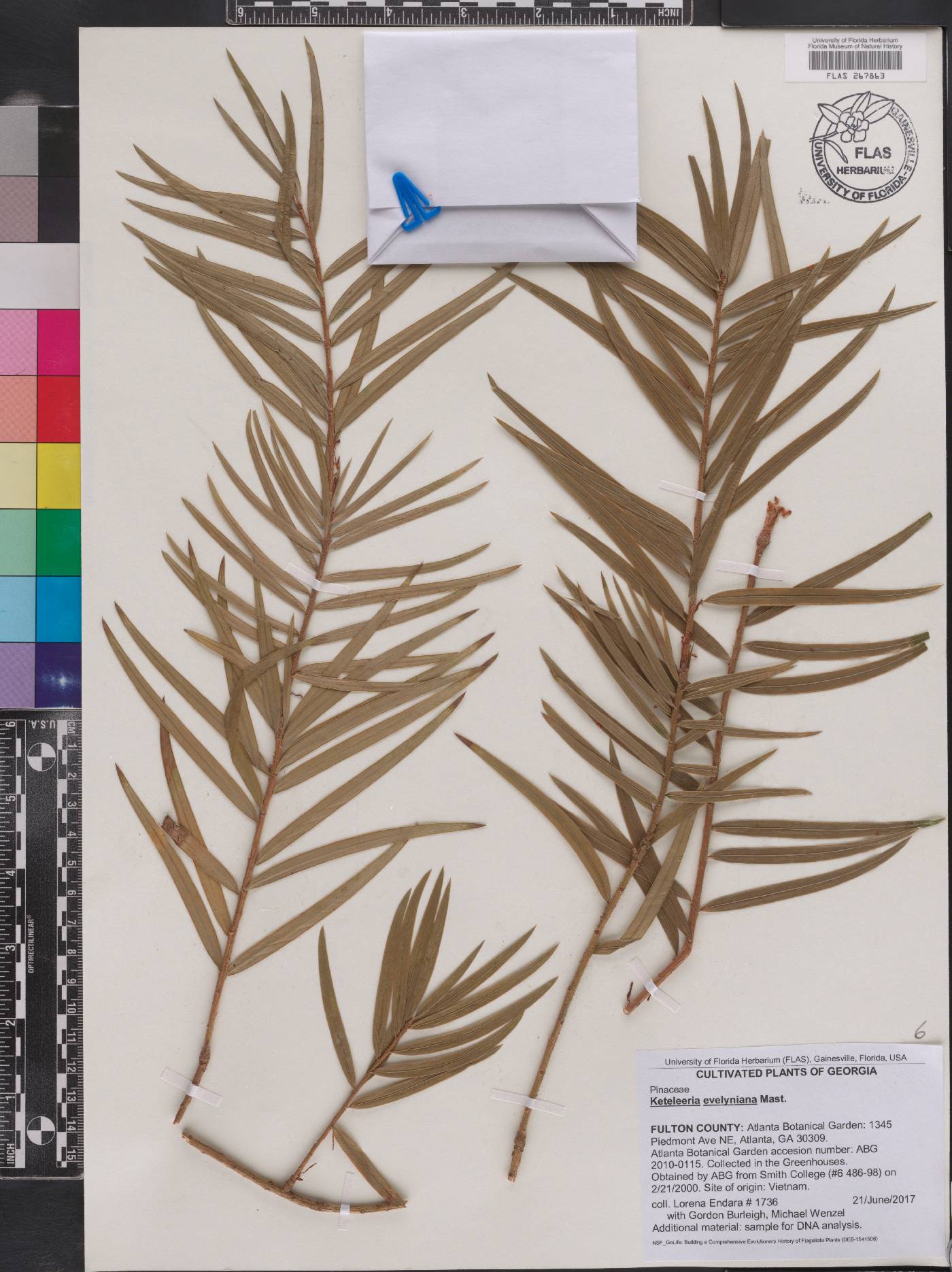 Keteleeria image