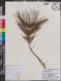 Pinus maximartinezii image