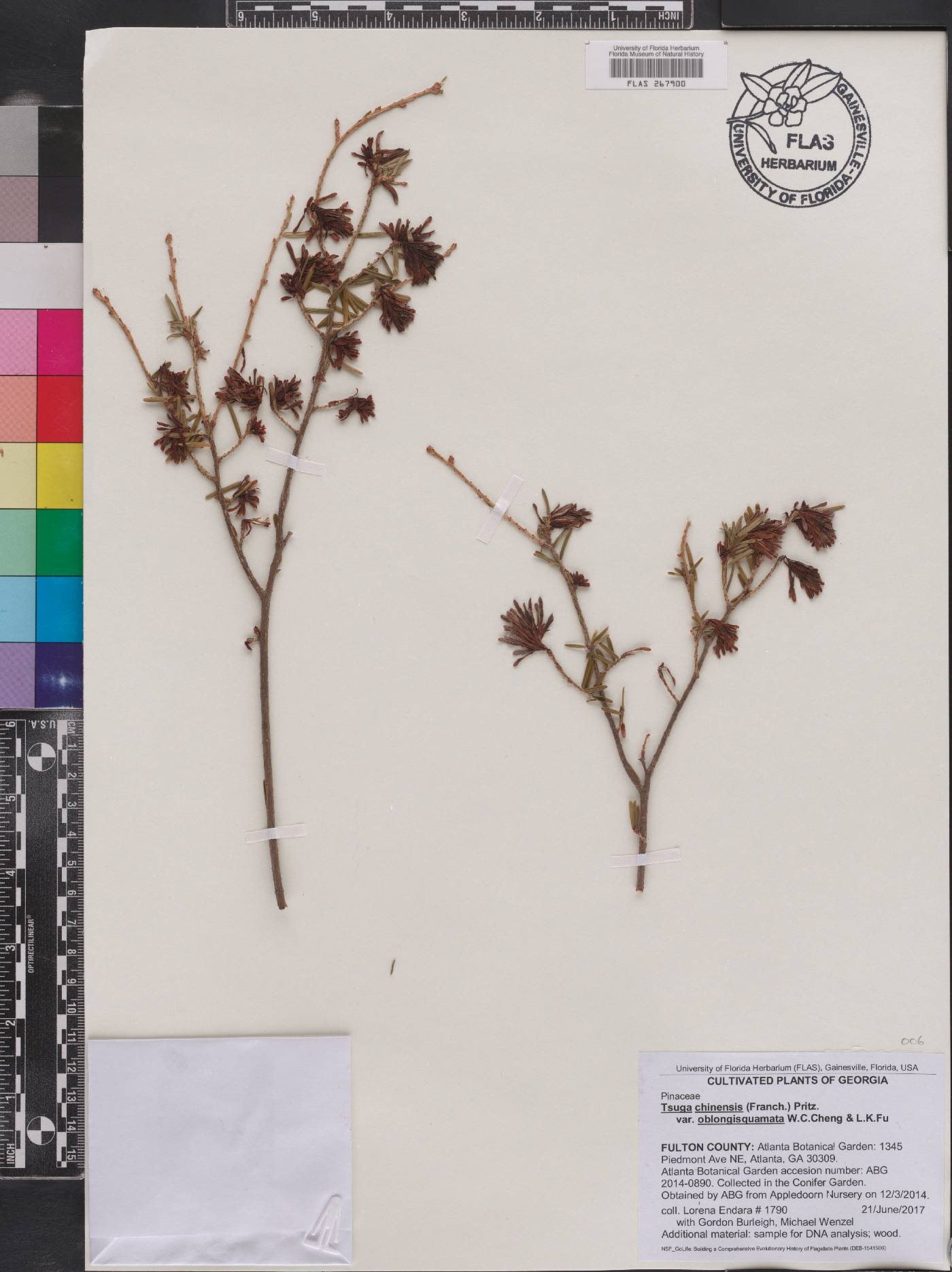 Tsuga chinensis var. oblongisquamata image