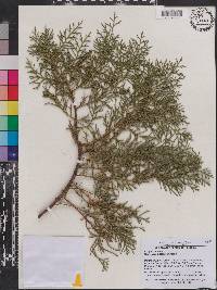 Cupressus arizonica image