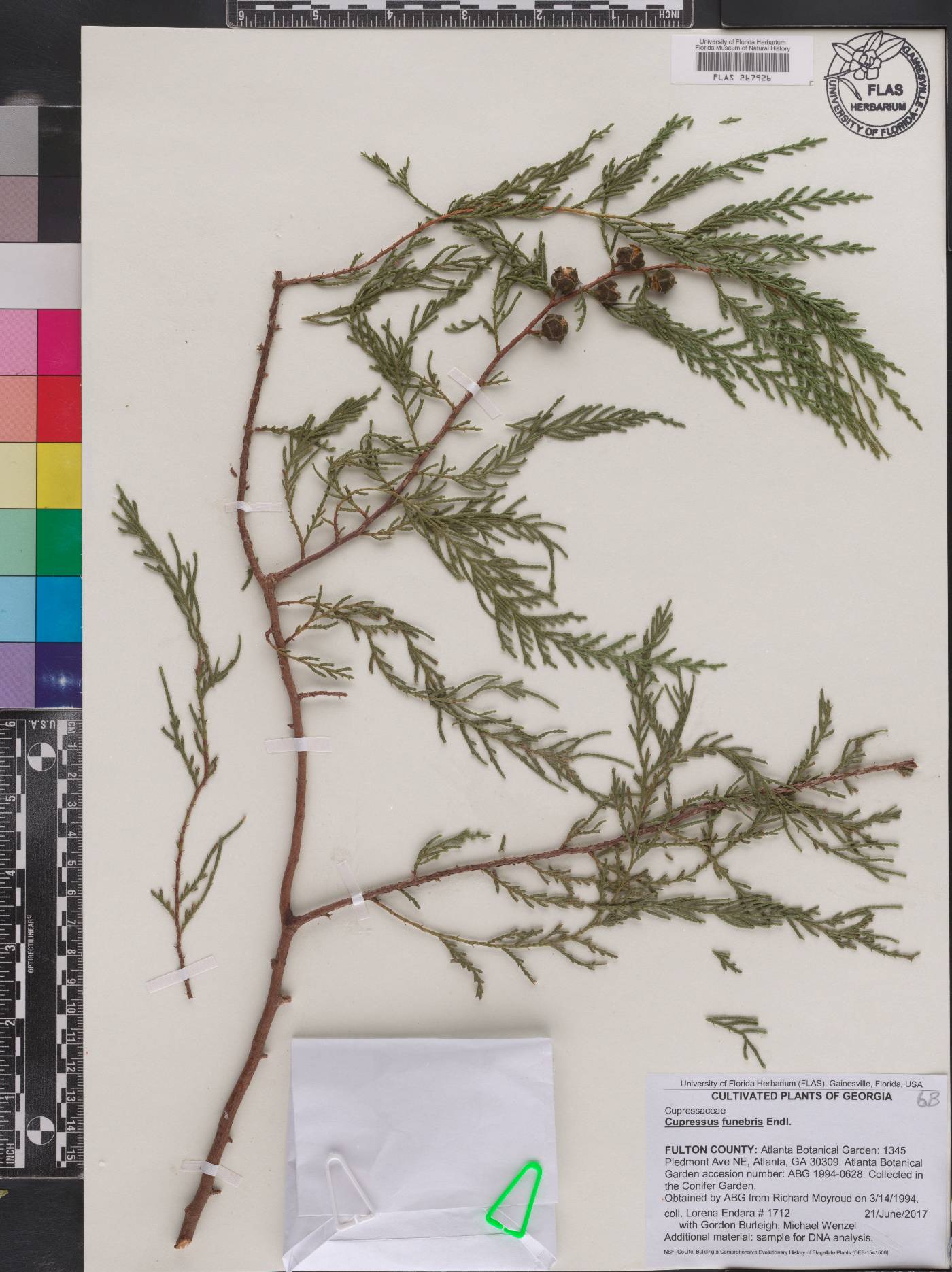 Cupressus funebris image