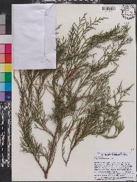 Cupressus torulosa image