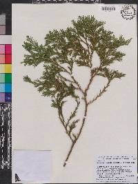 Cupressus vietnamensis image