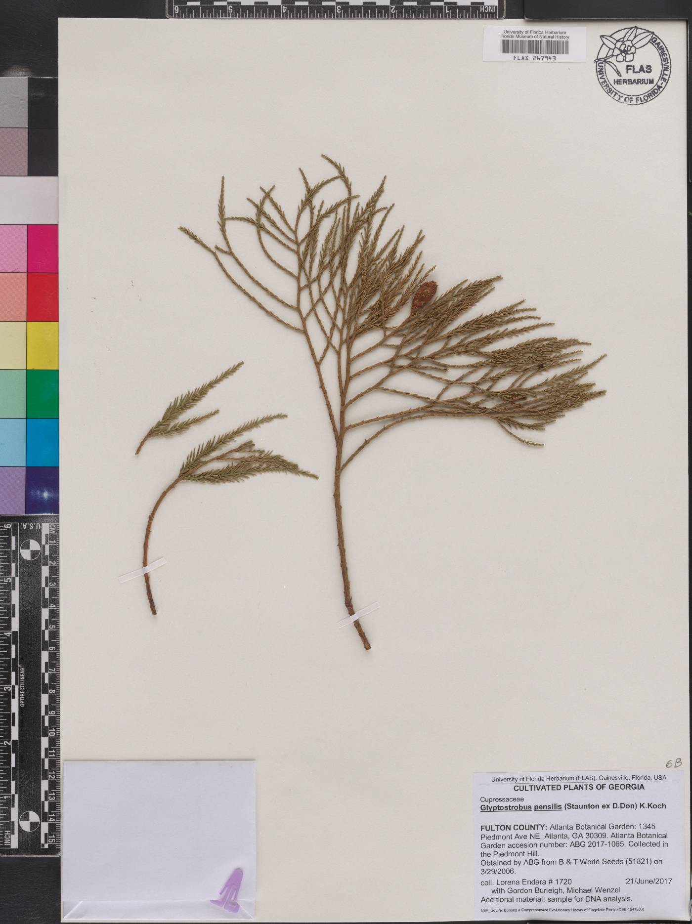 Glyptostrobus pensilis image