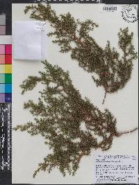 Juniperus pingii image